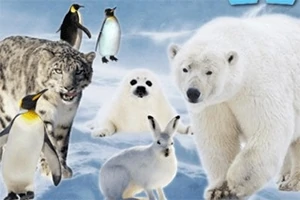 Animal Quiz